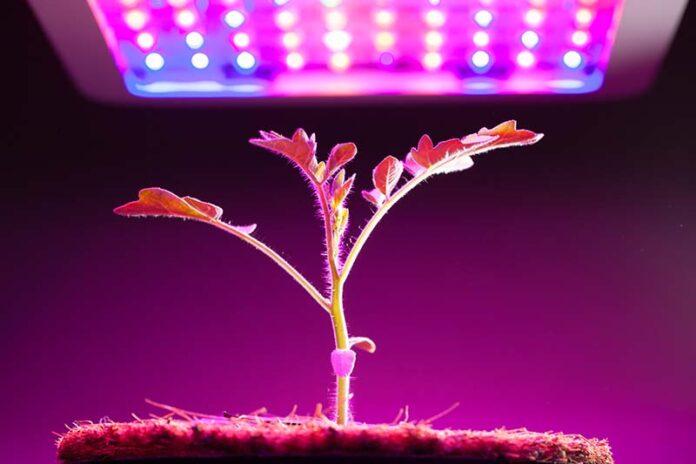 LED Grow Light