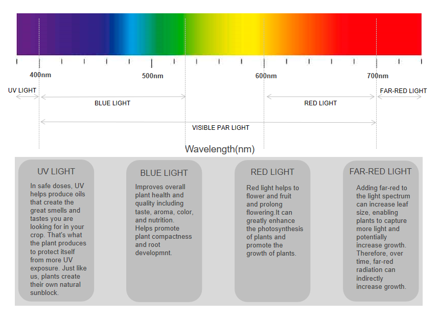 LED lights