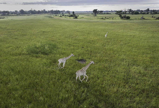 Drones for Wildlife Monitoring