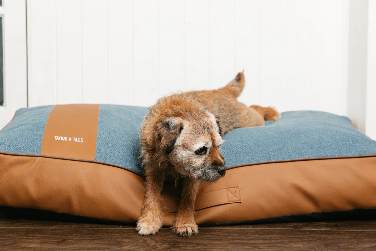 orthopedic dog beds